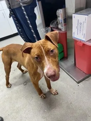 An adult medium-sized male Mixed Breed dog named Yoda for adoption in West Chester, PA