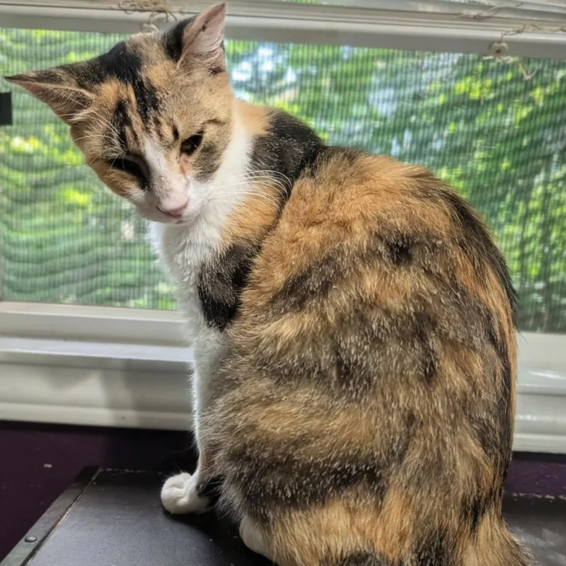 An adult medium-sized female Black Domestic Short Hair cat named Allie Cat for adoption in Bulverde, TX