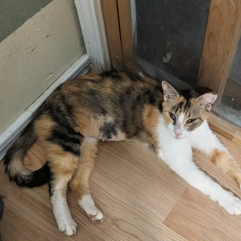 Allie Cat thumbnail 2