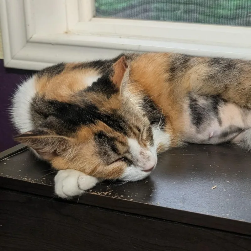 Allie Cat thumbnail 3