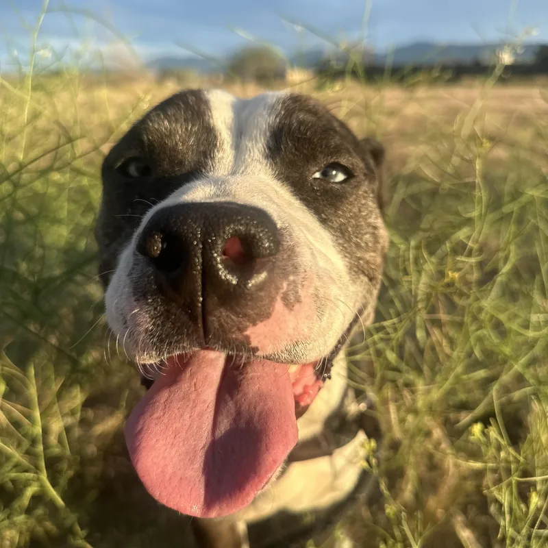 Princess thumbnail 2