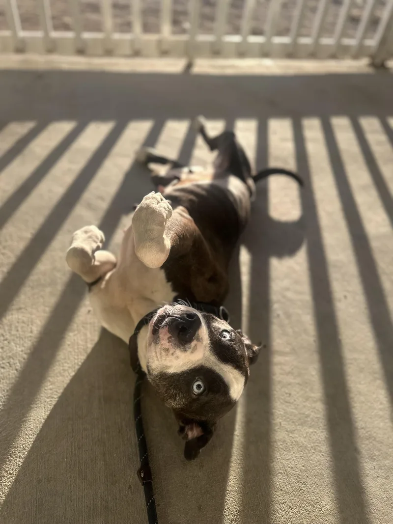 Princess thumbnail 3