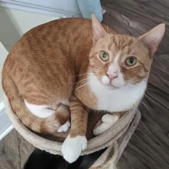 An adult medium-sized male Orange & White Domestic Short Hair cat named Thumbly for adoption in Philadelphia, PA