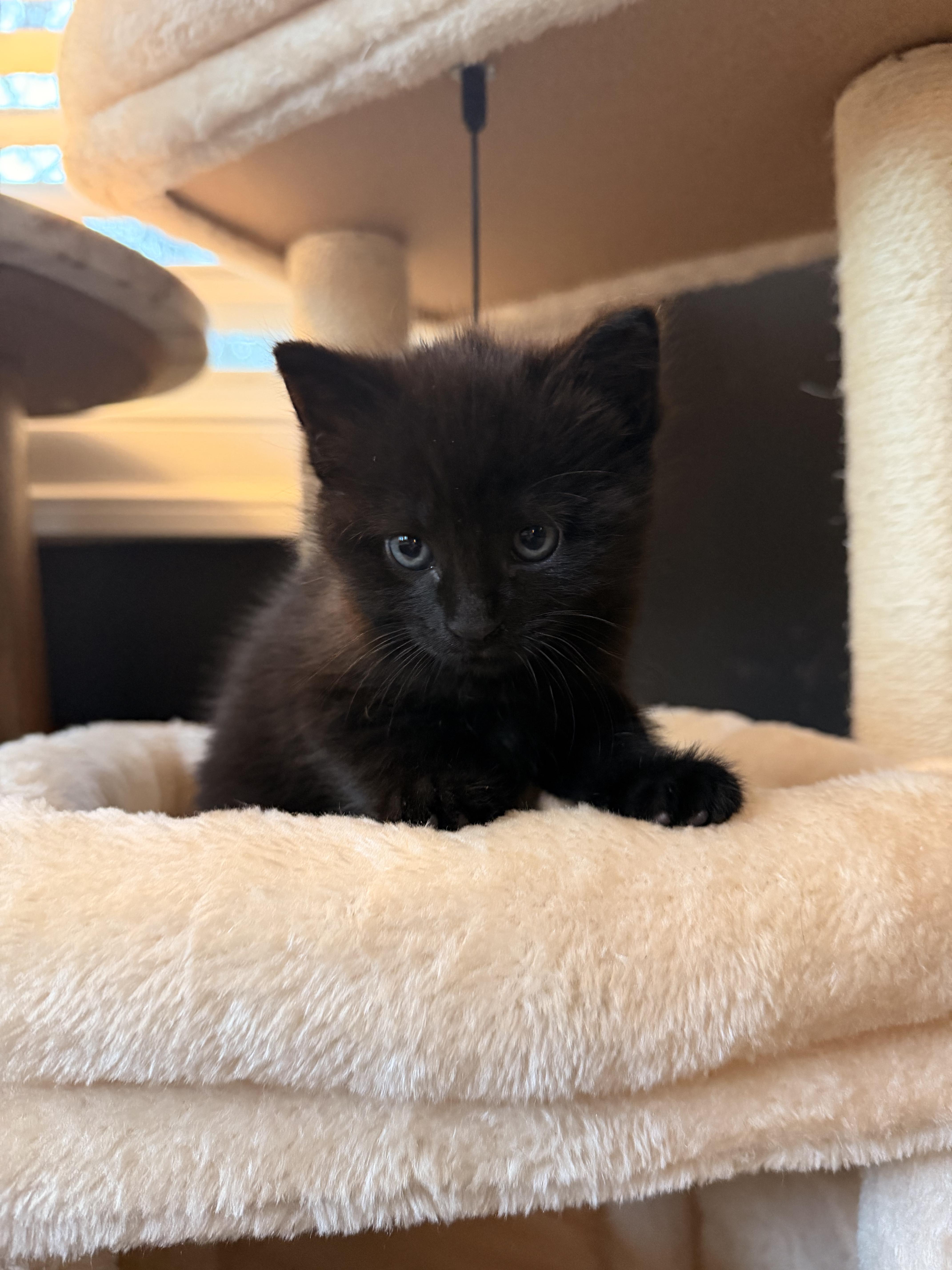 A baby medium-sized male Black Domestic Short Hair cat named Wells for adoption in Haddon Heights, NJ