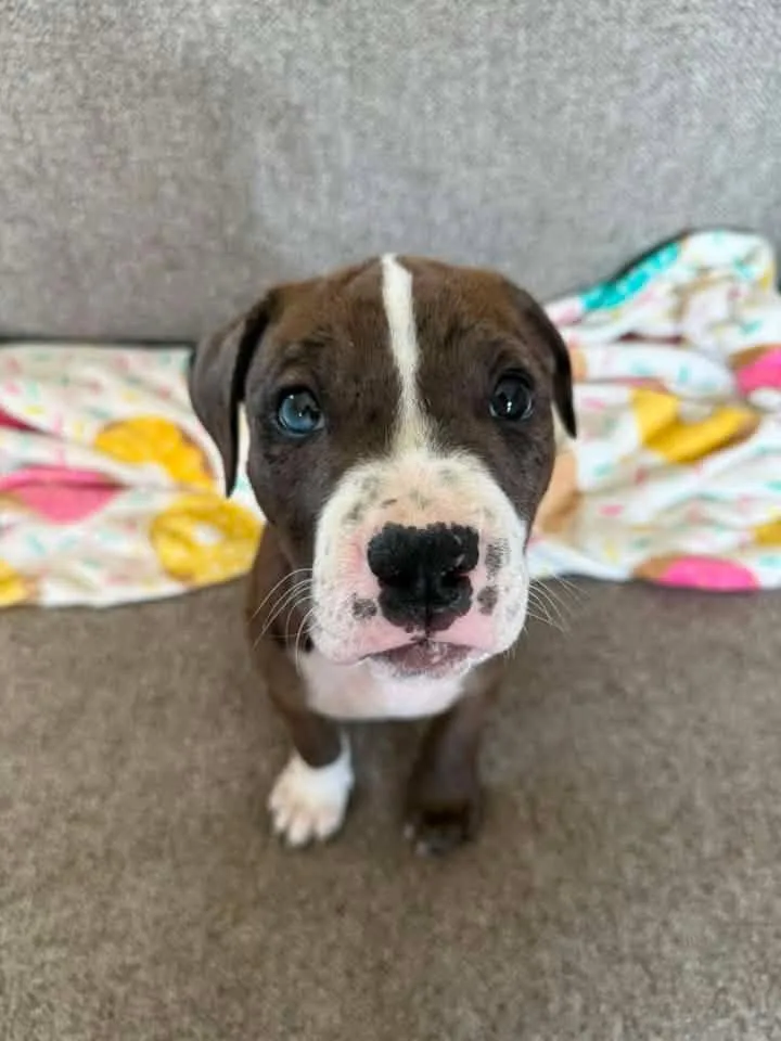 A baby medium-sized male Pit Bull Terrier dog named Miles for adoption in Saint Paul, MN