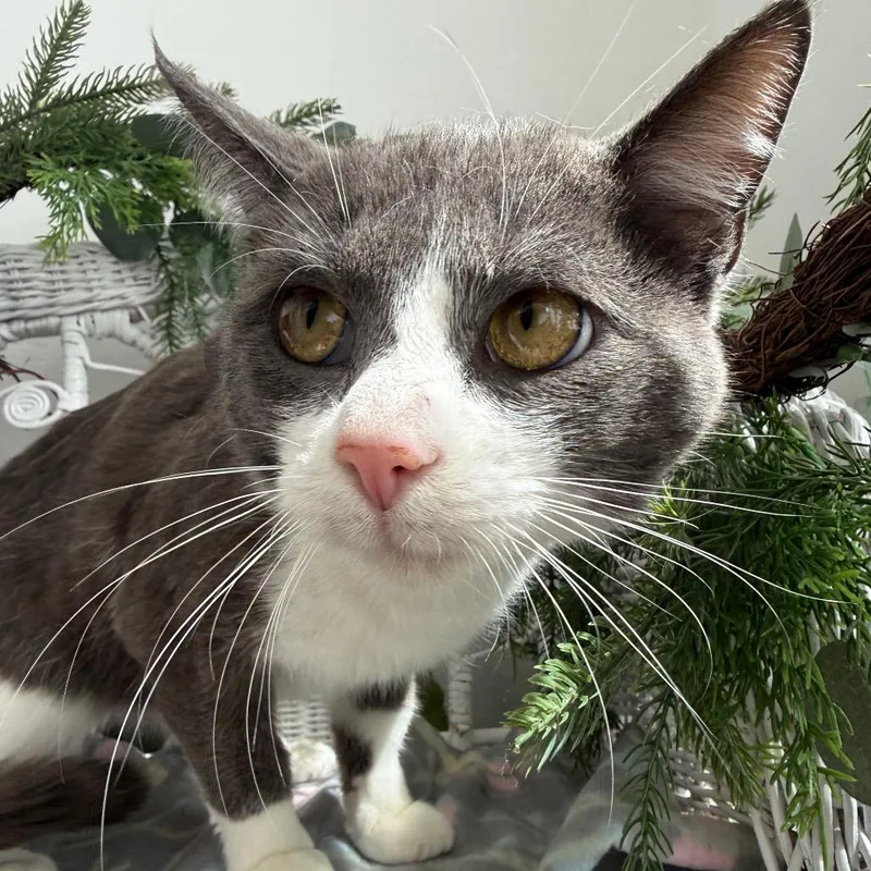 A young medium-sized male White Domestic Short Hair cat named Kismet K for adoption in Eaton Rapids, MI