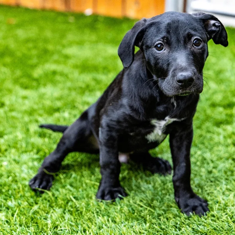A baby small-sized male Black Labrador Retriever dog named Portobello for adoption in Naperville, IL