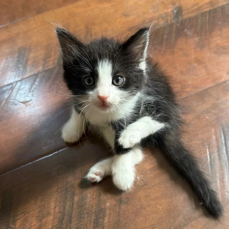 A baby small-sized female Black Domestic Short Hair cat named Sparta for adoption in Fairmont, WV