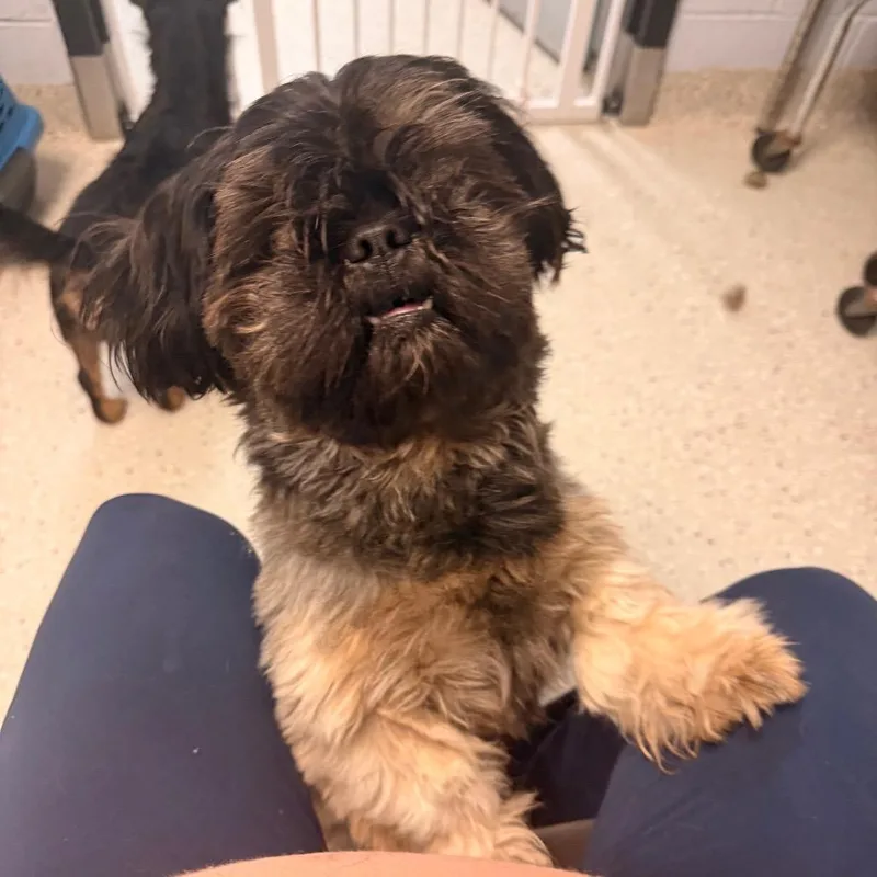 A young small-sized male Shih Tzu dog named Pecan for adoption in Indianapolis, IN