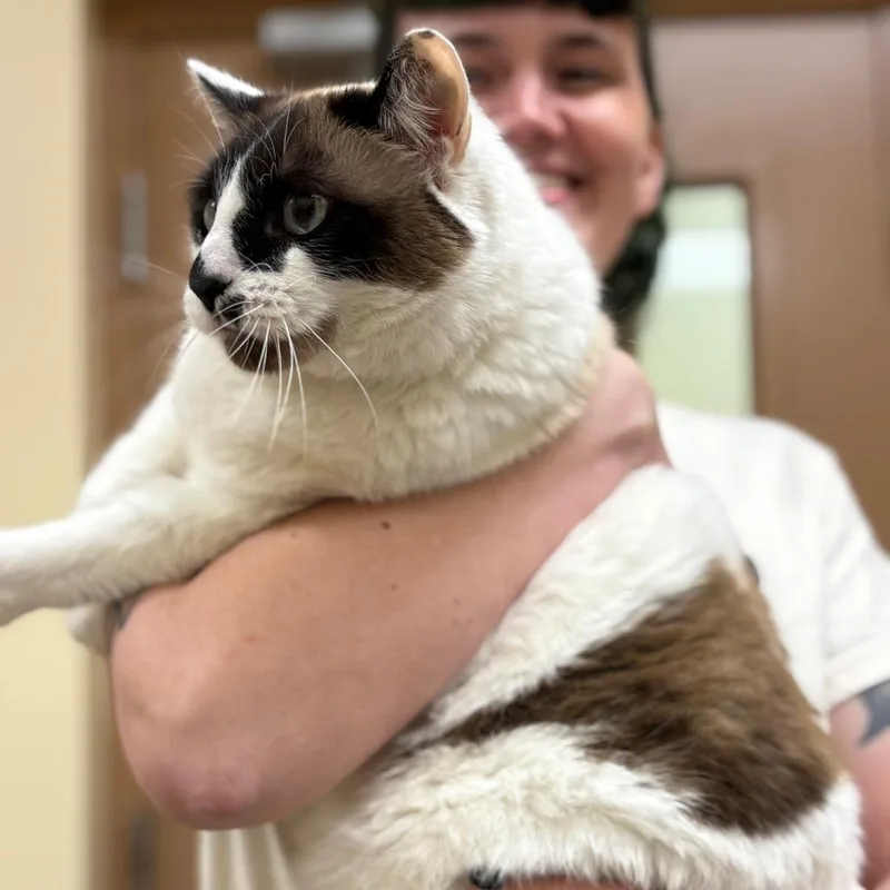 A senior large-sized male White Domestic Short Hair cat named Jasper for adoption in Bedford, NH