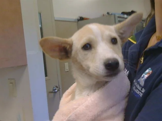 A baby small-sized female Irish Terrier dog named Peony for adoption in Sacramento, CA