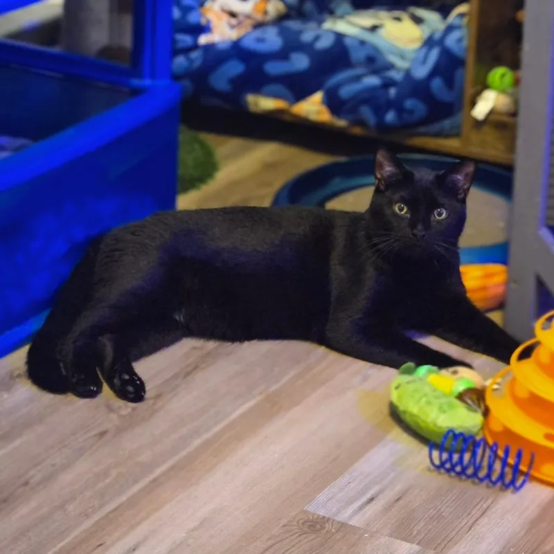 A young small-sized male Black Domestic Short Hair cat named Ollie for adoption in Ephrata, PA