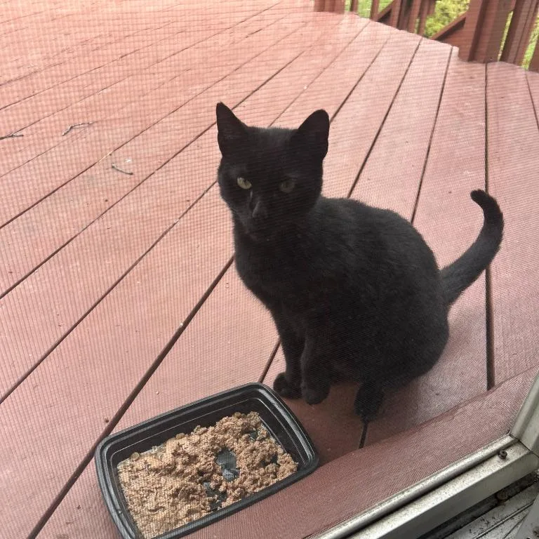 A young medium-sized female Black Domestic Short Hair cat named Kimchi for adoption in Walden, NY
