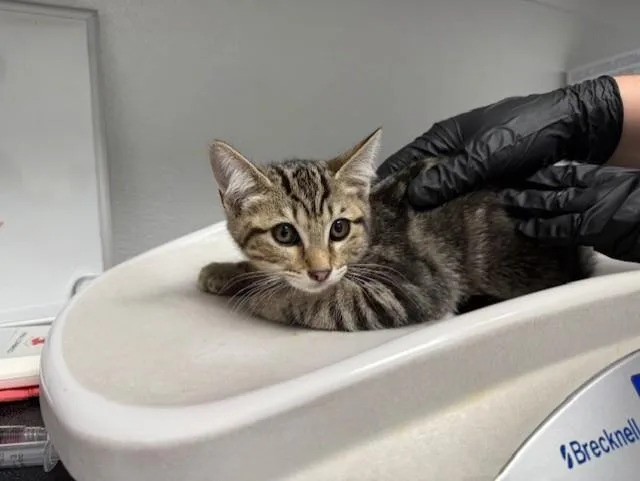 A baby small-sized male Domestic Short Hair cat named Revere for adoption in Antioch, CA