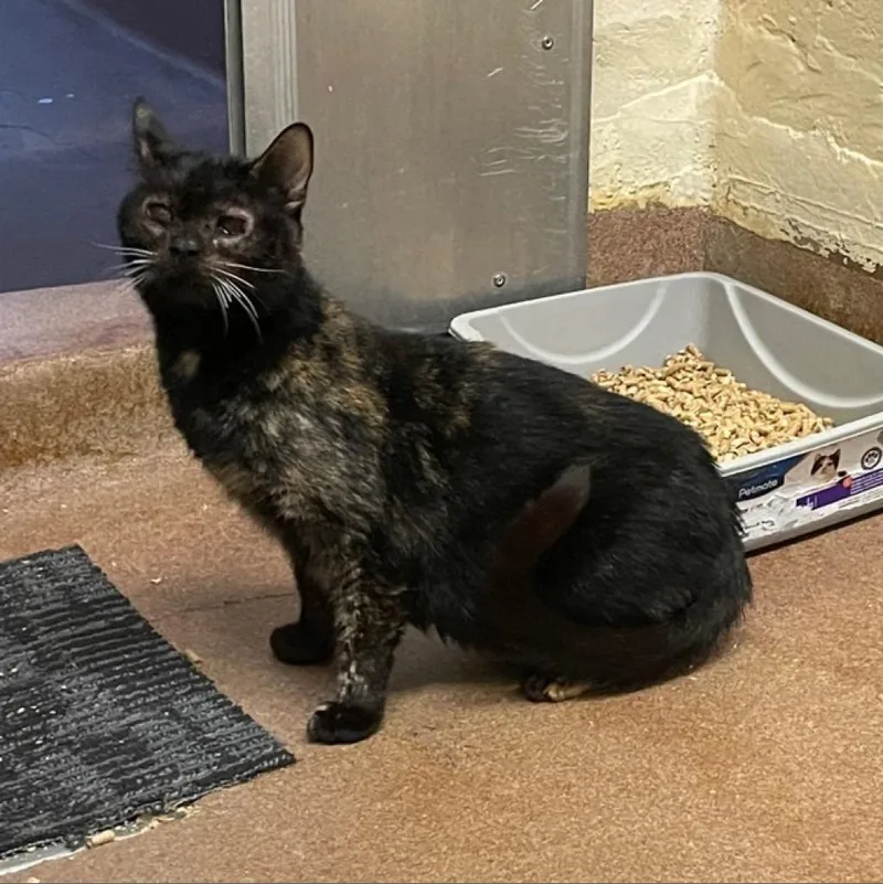 A senior large-sized female Tortoiseshell Domestic Short Hair cat named Baby for adoption in Los Angeles, CA