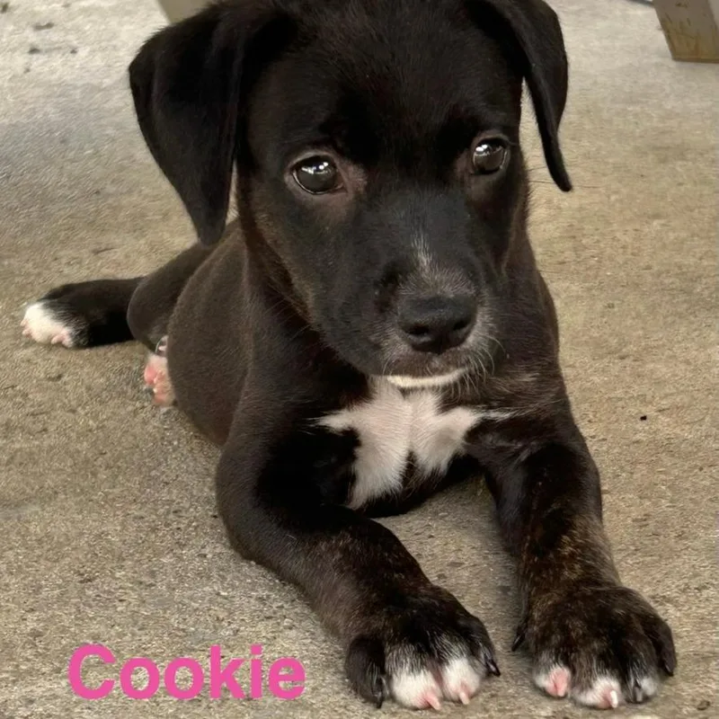 Cookie thumbnail 3