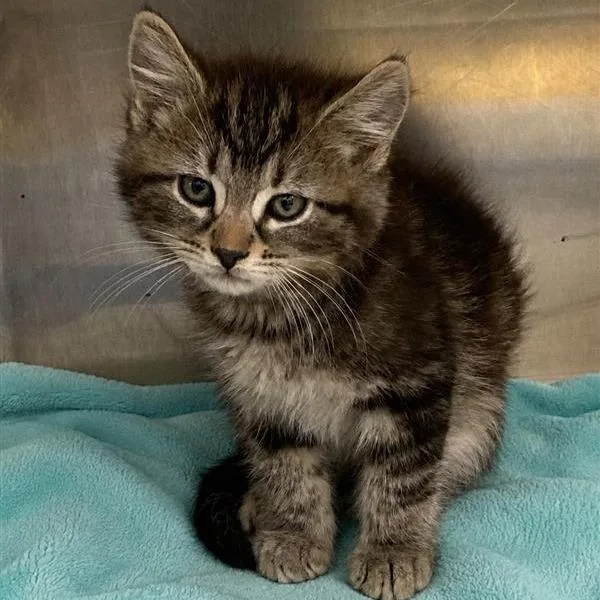 A baby small-sized male Brown / Chocolate Domestic Short Hair cat named South for adoption in Long Beach, CA