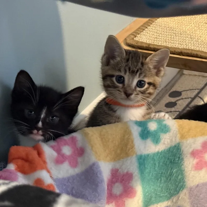 A baby small-sized male Black Domestic Short Hair cat named Margherita for adoption in Deerfield, IL