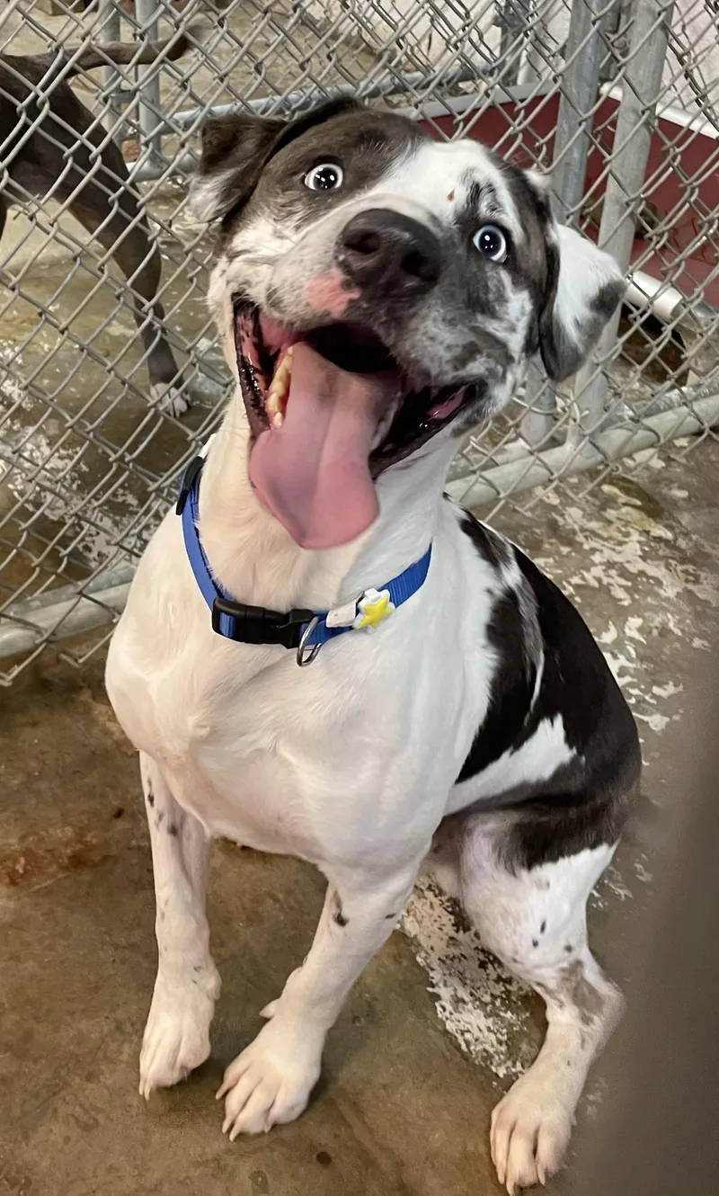 A young medium-sized male Tricolor (Brown, Black, & White) Catahoula Leopard Dog dog named Maury HOLD for adoption in Canton, OH