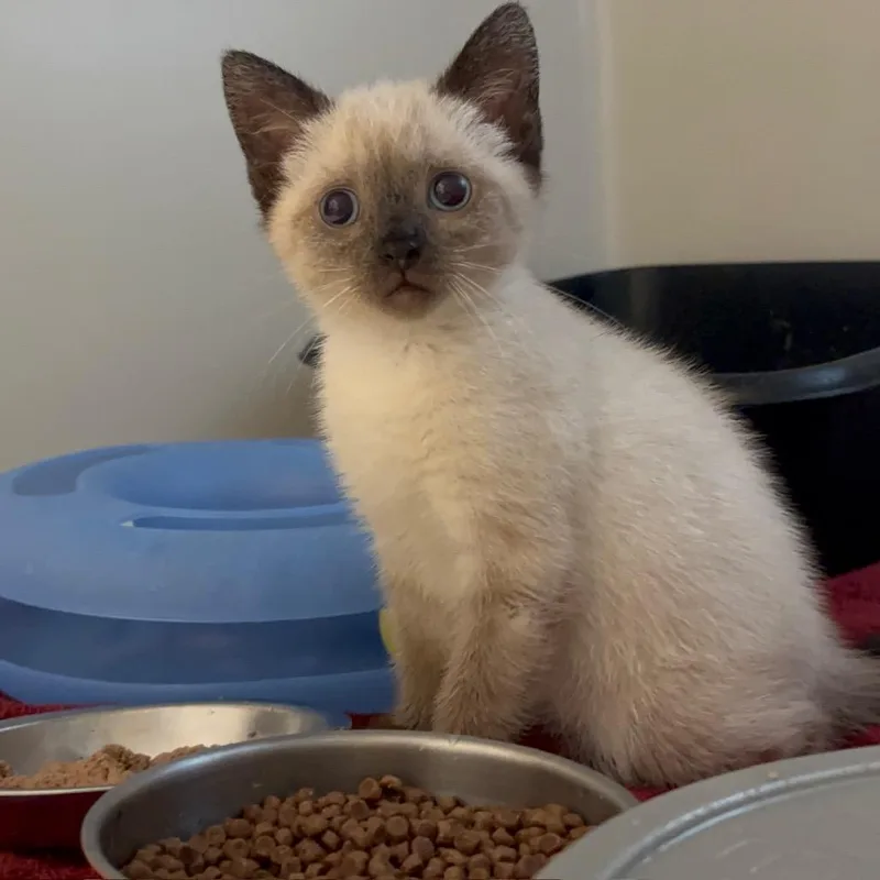 A baby small-sized female Cream / Ivory Domestic Short Hair cat named Cocoa for adoption in Hopewell, VA