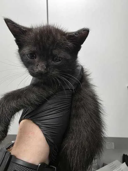 A baby small-sized male Domestic Short Hair cat named Englewood for adoption in Sevierville, TN