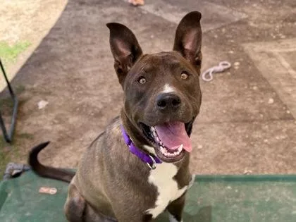 An adult large-sized male Brown / Chocolate Mixed Breed dog named Mobias for adoption in Georgetown, TX