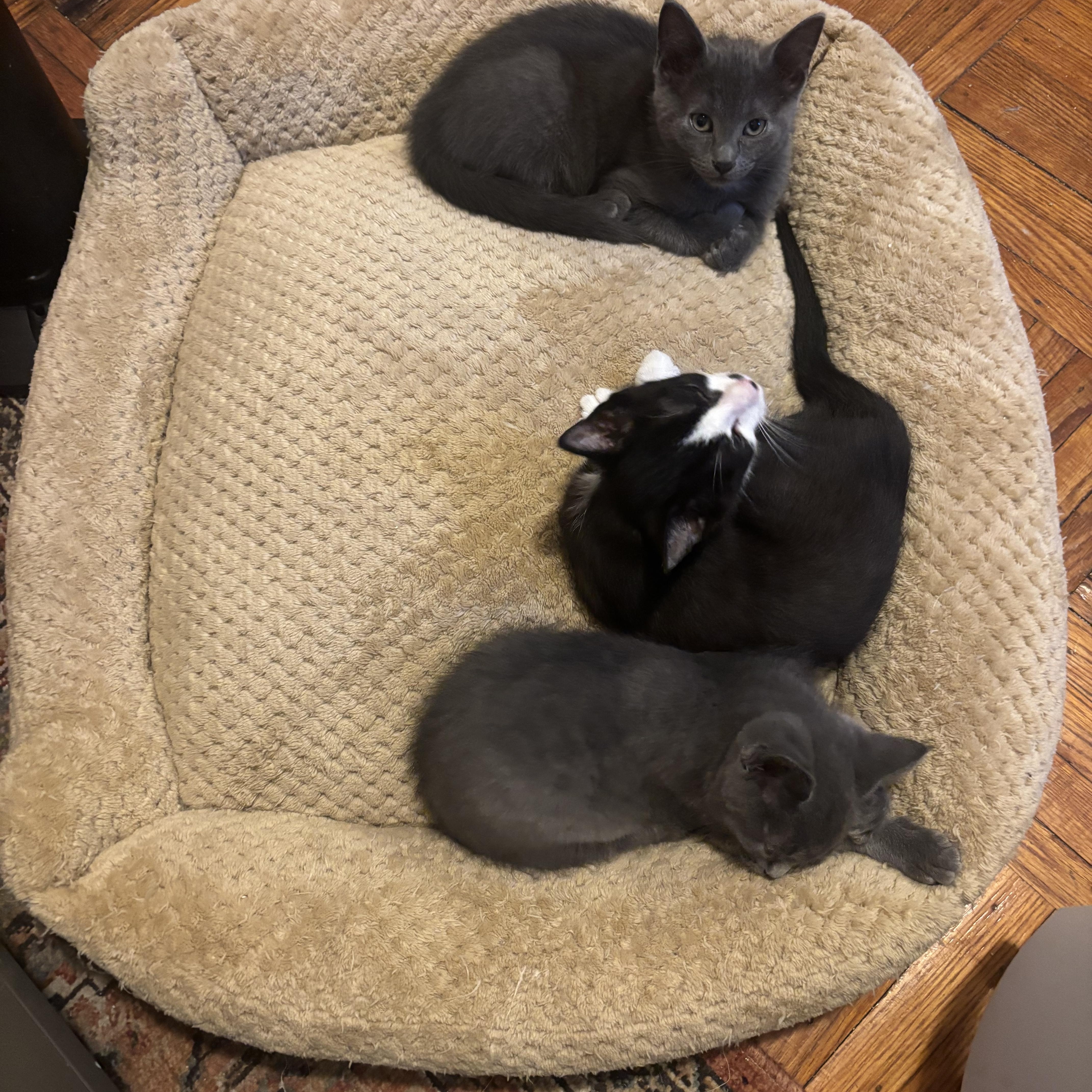 A baby small-sized male Black & White / Tuxedo Domestic Short Hair cat named Tommy for adoption in Philadelphia, PA