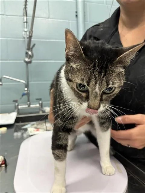 An adult medium-sized female Domestic Short Hair cat named Penelope for adoption in Corpus Christi, TX