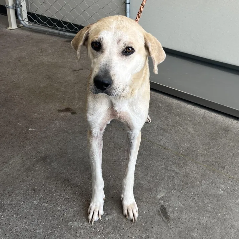 An adult large-sized female White / Cream Mixed Breed dog named Noemi for adoption in Las Cruces, NM