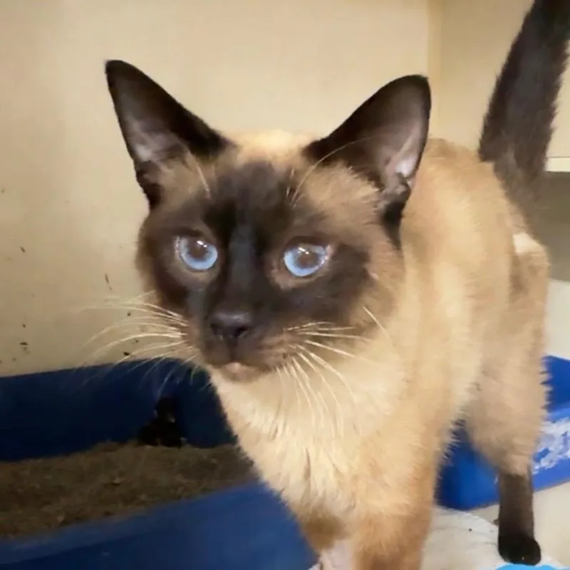 An adult medium-sized male Domestic Short Hair cat named Victor for adoption in Battle Creek, MI