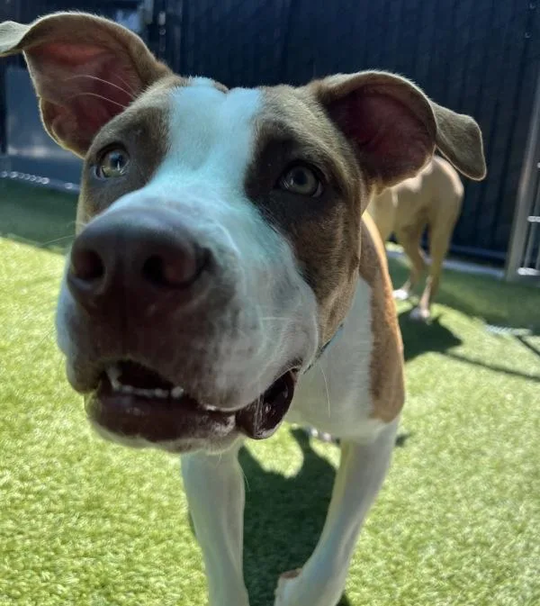 An adult large-sized female Pit Bull Terrier dog named Nanny McFlea for adoption in El Cajon, CA