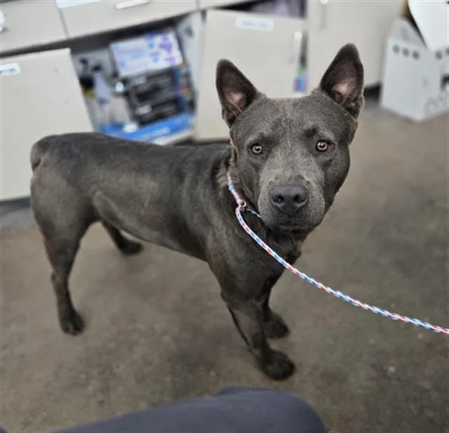 An adult large-sized male Mixed Breed dog named Dez for adoption in Dallas, TX