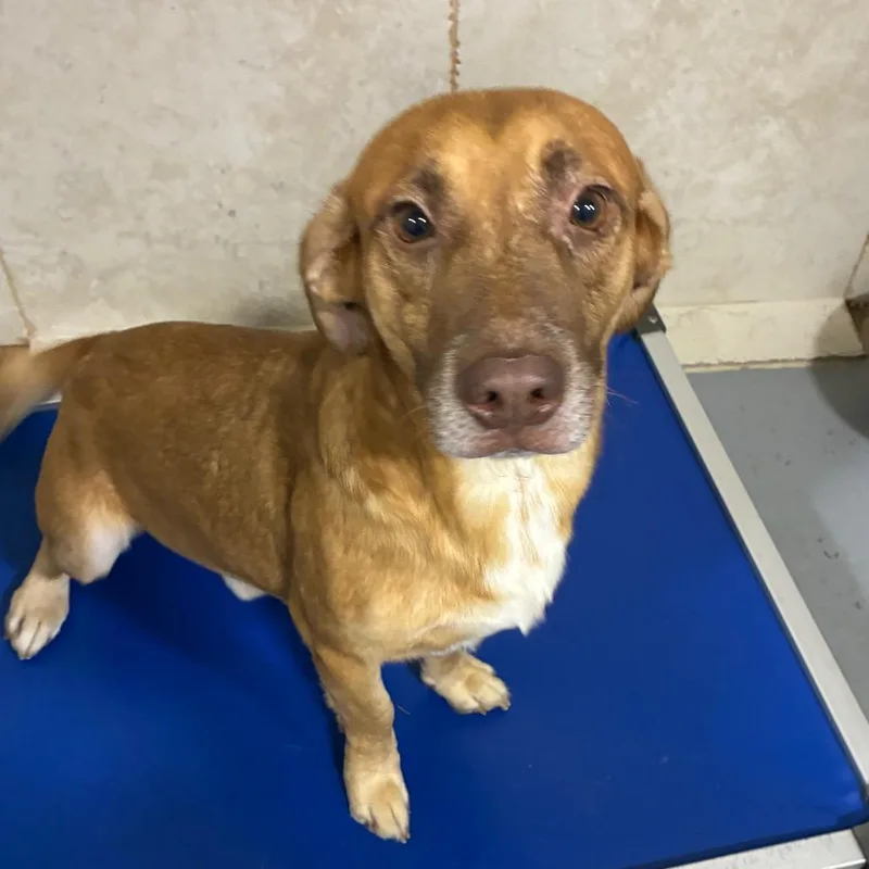 An adult medium-sized male Jack Russell Terrier dog named Duncan for adoption in Hattiesburg, MS