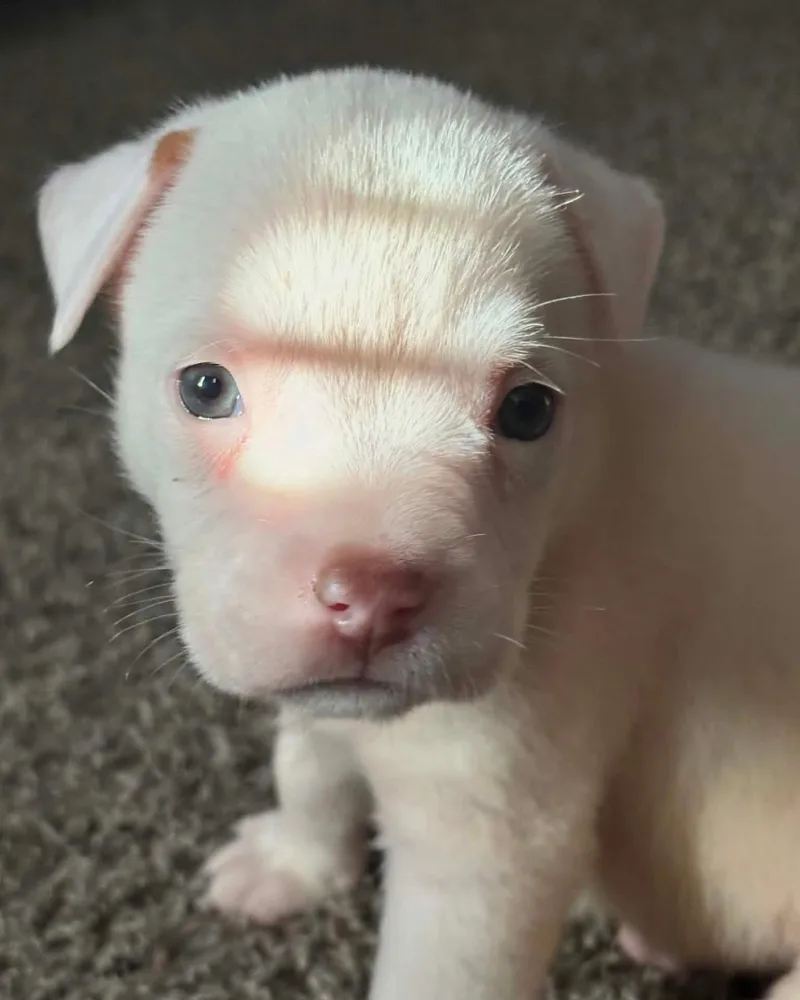 A baby medium-sized male White / Cream American Bulldog dog named Maui for adoption in Kempner, TX