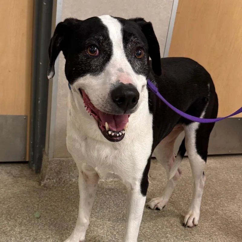 A senior large-sized female Black Mixed Breed dog named Jazzy for adoption in Jacksonville, FL