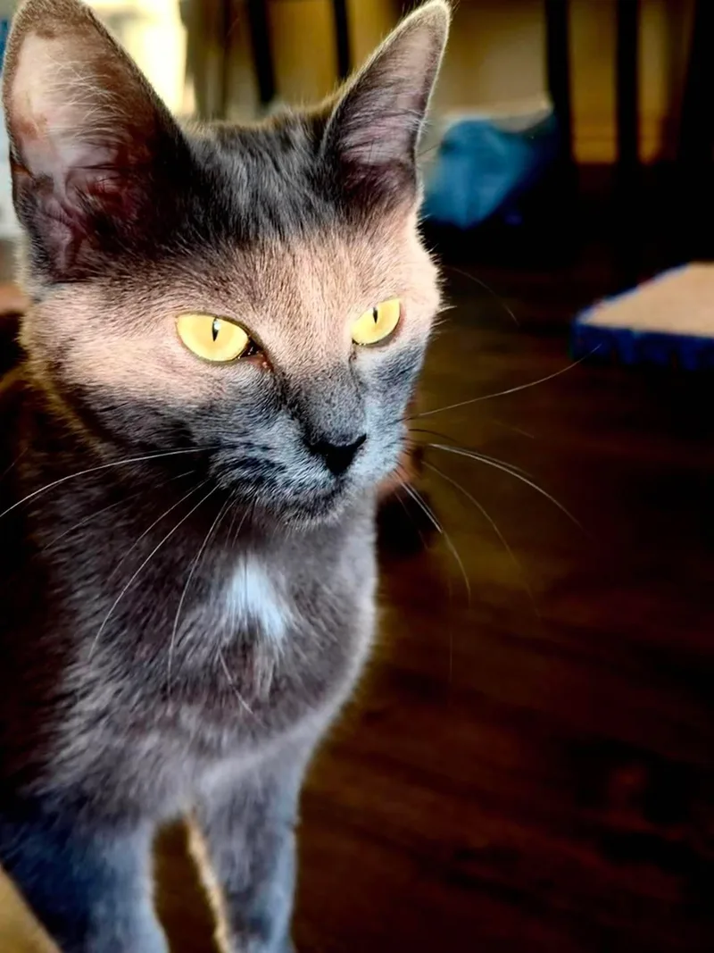 An adult medium-sized female Gray / Blue / Silver Domestic Short Hair cat named Sapphire for adoption in Houston, TX