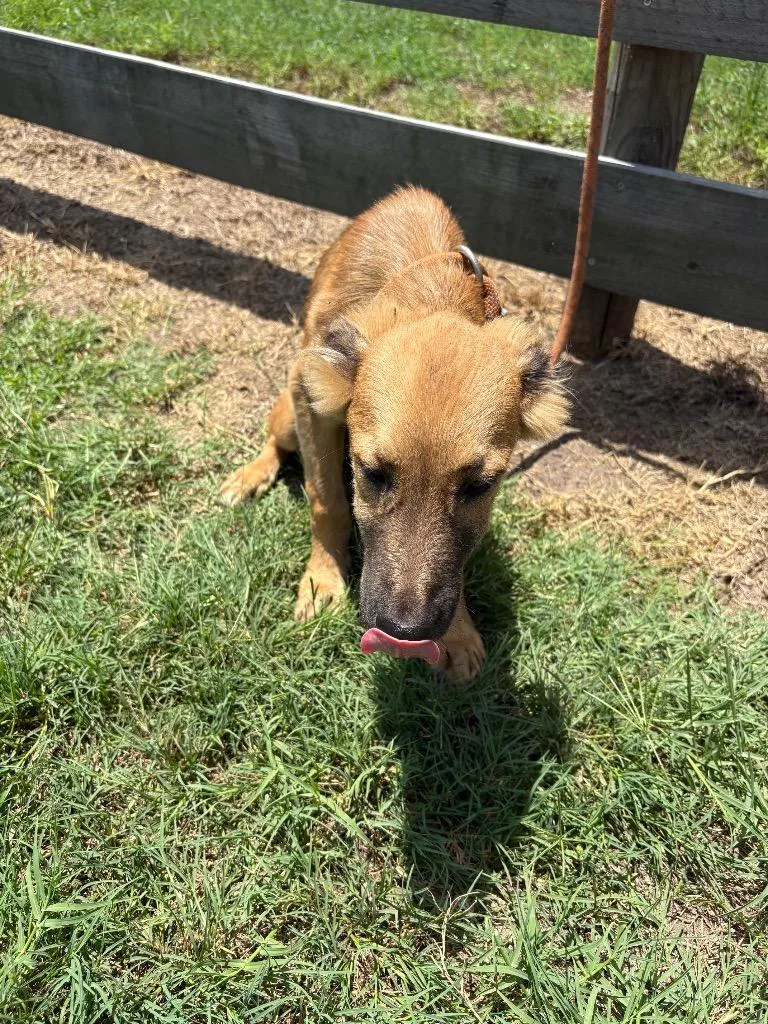 A young small-sized male Terrier dog named Baby for adoption in Wauchula, FL