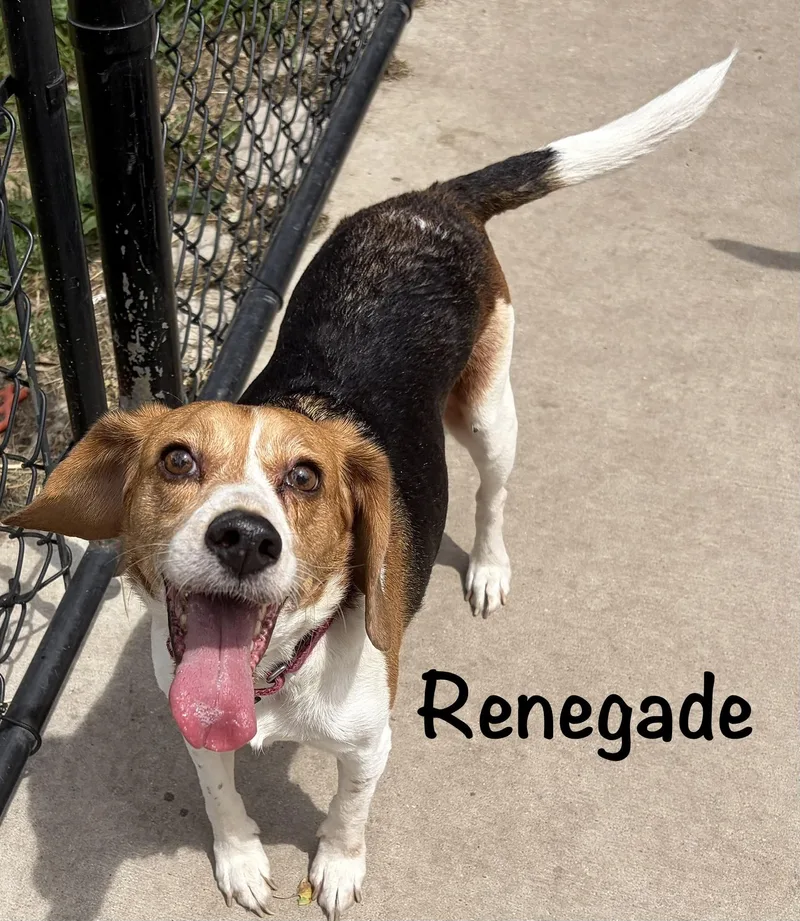 An adult small-sized male Tricolor (Brown, Black, & White) Beagle dog named Renegade Wvamn for adoption in Albert Lea, MN