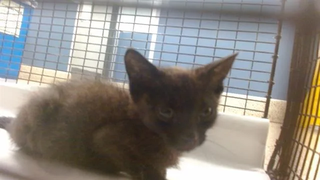 A baby small-sized male Domestic Short Hair cat named Gogo for adoption in Miami, FL