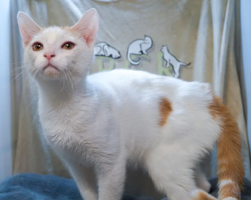 A baby medium-sized male Tabby cat named Presley for adoption in Garland, TX