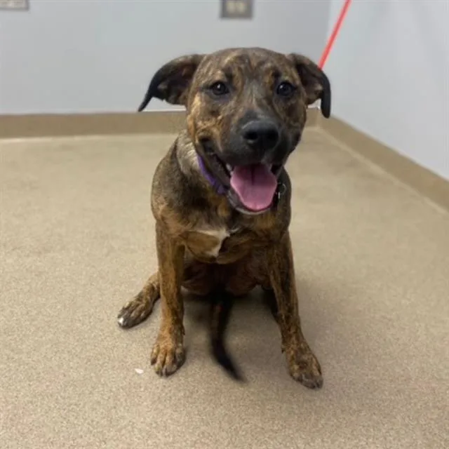A young small-sized female American Staffordshire Terrier dog named Honeydew for adoption in Aurora, CO
