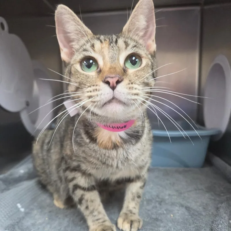 A young medium-sized female Brown / Chocolate Domestic Short Hair cat named London for adoption in Lakeland, FL