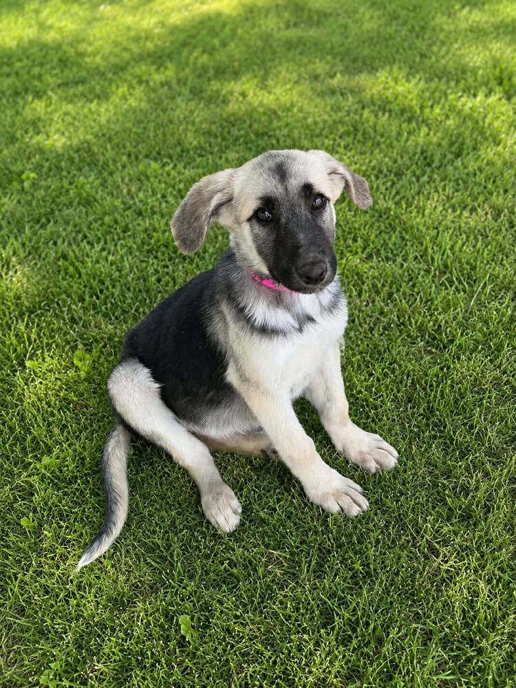 A baby large-sized female Brown / Chocolate German Shepherd Dog dog named Hazelnut for adoption in Palo Alto, CA