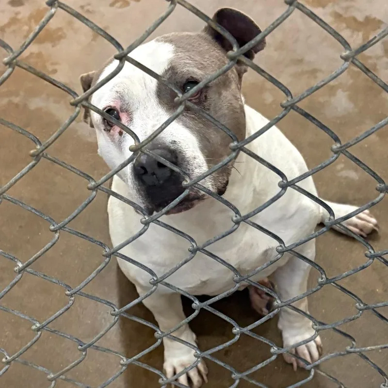 Rosie  U thumbnail 2