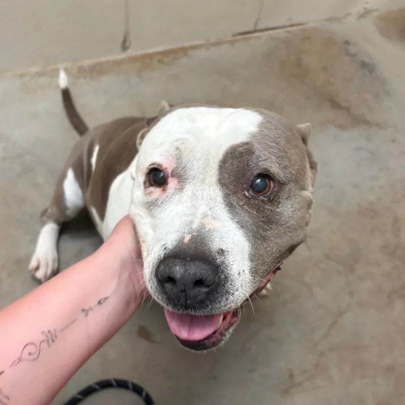 Rosie  U thumbnail 3