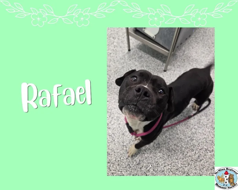 An adult medium-sized male Terrier dog named Rafael for adoption in Athens, TN