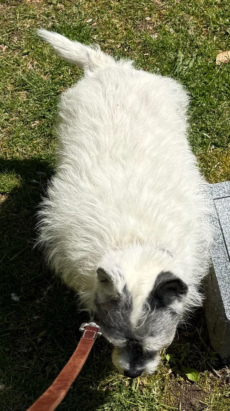 A senior small-sized female White / Cream Miniature Poodle dog named Ally for adoption in Wingdale, NY