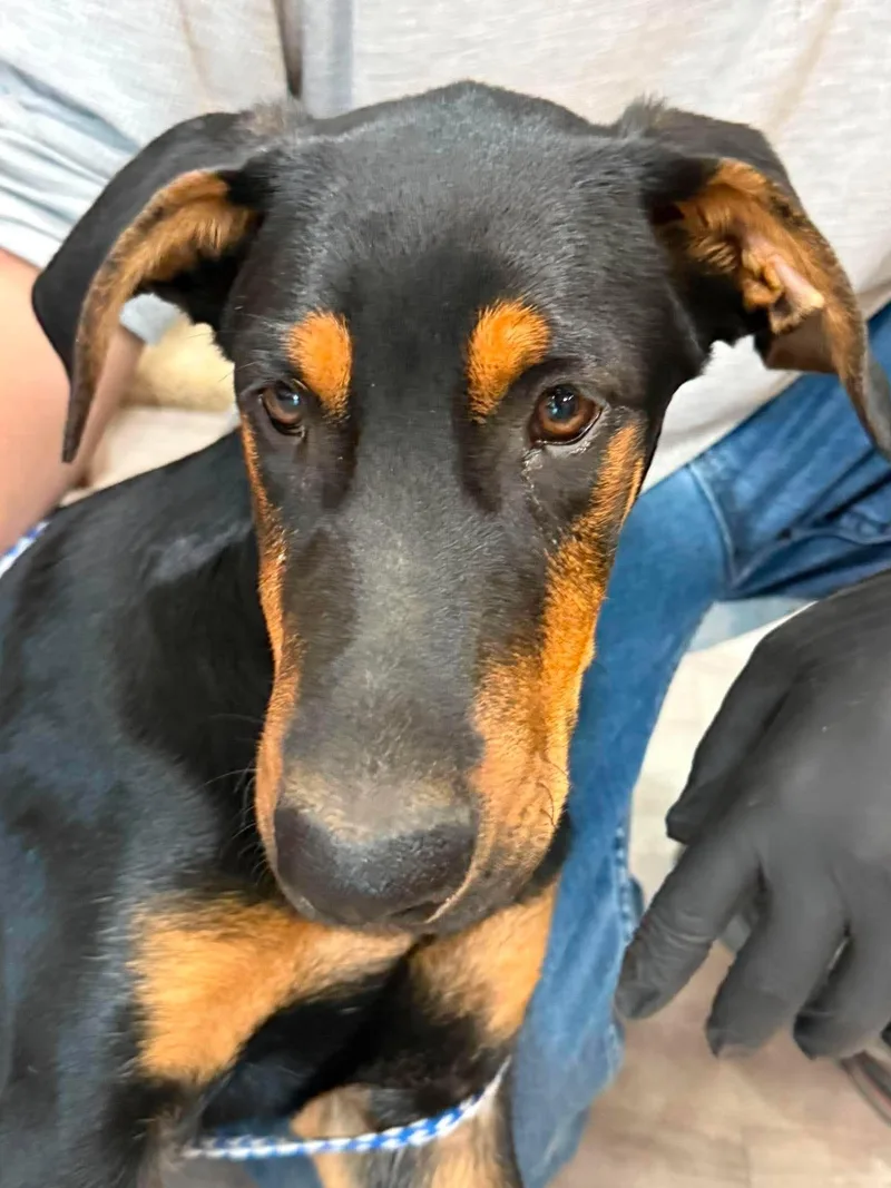 A young medium-sized male Doberman Pinscher dog named Vibe for adoption in Othello, WA