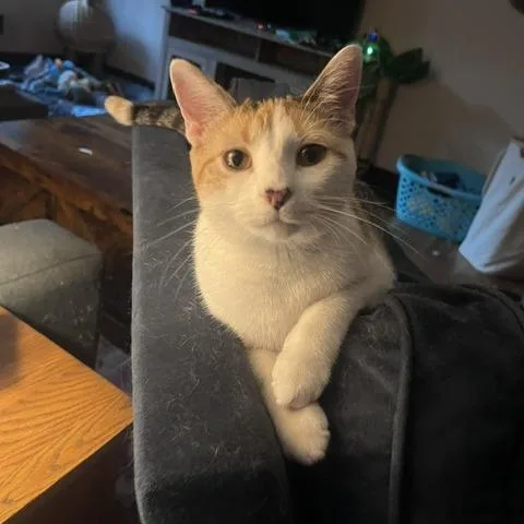 A young small-sized female Calico Domestic Short Hair cat named Cherry Breese for adoption in St. Louis, MO