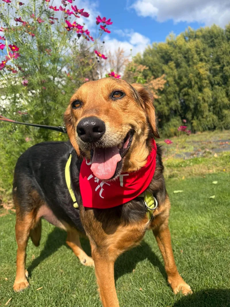An adult large-sized male Mixed Breed dog named Bryson for adoption in Bellingham, WA